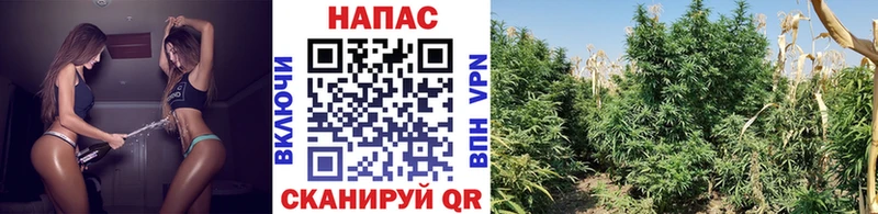 сколько стоит  Курск  Бошки Шишки Ganja 